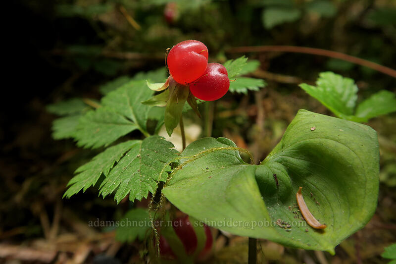 strawberry-leaf bramble berries (Rubus pedatus) [Spruce Nature Trail, Olympic National Park, Jefferson County, Washington]