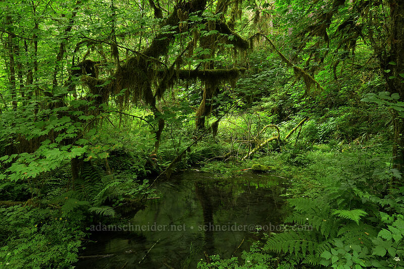 rain forest [Hoh Rain Forest, Olympic National Park, Jefferson County, Washington]