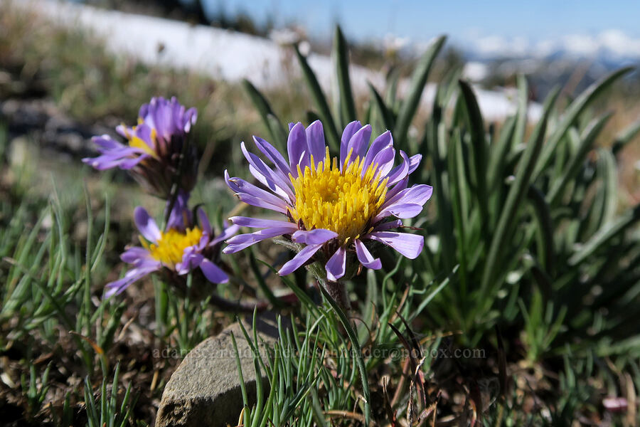 alpine asters (Oreostemma alpigenum var. alpigenum (Aster alpigenus)) [Grand Pass Trail, Olympic National Park, Clallam County, Washington]