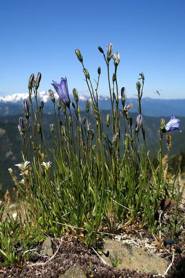harebells (Campanula rotundifolia) [Grand Pass Trail, Olympic National Park, Clallam County, Washington]