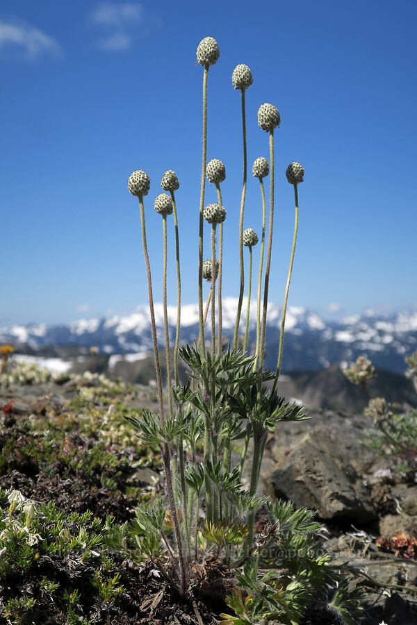 Pacific anemone (Anemone multifida) [Grand Pass Trail, Olympic National Park, Clallam County, Washington]