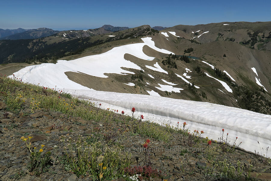 wildflowers & alpine terrain [Peak 6536, Olympic National Park, Clallam County, Washington]