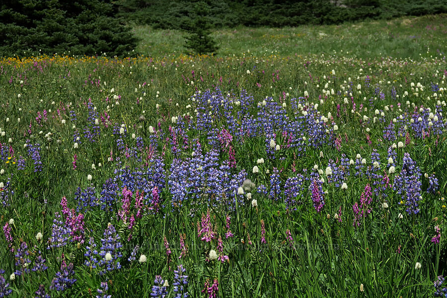 wildflowers (Lupinus latifolius, Hedysarum occidentale, Bistorta bistortoides (Polygonum bistortoides)) [Grand Pass Trail, Olympic National Park, Clallam County, Washington]
