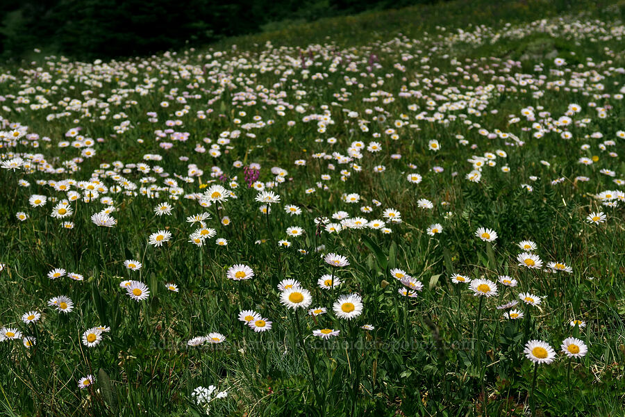 field of fleabane (Erigeron glacialis var. glacialis) [Grand Pass Trail, Olympic National Park, Clallam County, Washington]