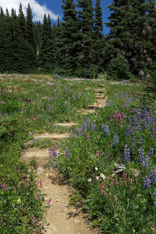 wildflowers [Grand Pass Trail, Olympic National Park, Clallam County, Washington]