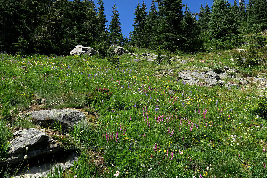 wildflowers [Grand Pass Trail, Olympic National Park, Clallam County, Washington]