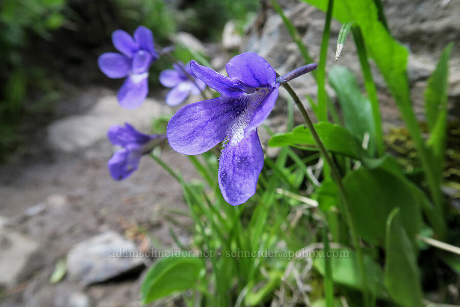 butterwort (Pinguicula macroceras (Pinguicula vulgaris ssp. macroceras)) [Grand Pass Trail, Olympic National Park, Clallam County, Washington]