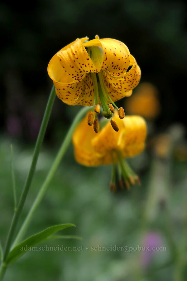Columbia tiger lilies (Lilium columbianum) [Grand Pass Trail, Olympic National Park, Clallam County, Washington]