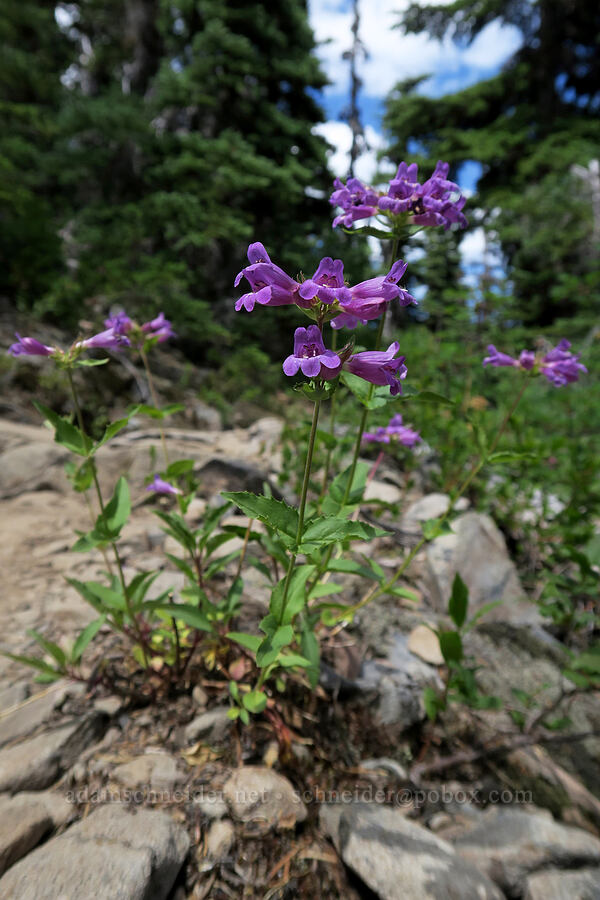 Cascade penstemon (Penstemon serrulatus) [Grand Pass Trail, Olympic National Park, Clallam County, Washington]