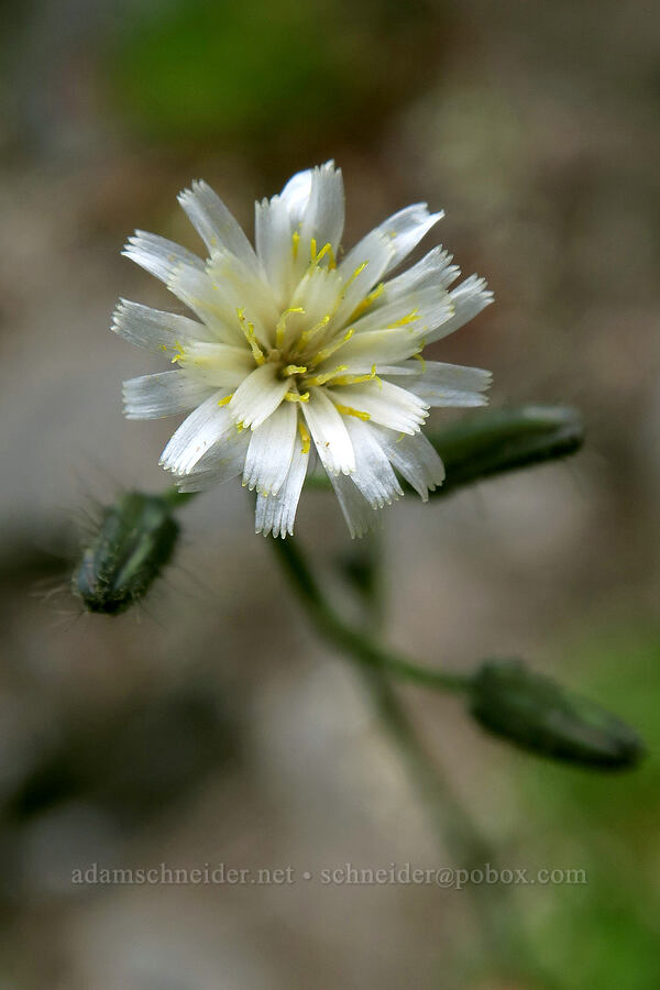 white-flowered hawkweed (Hieracium albiflorum) [Grand Pass Trail, Olympic National Park, Clallam County, Washington]