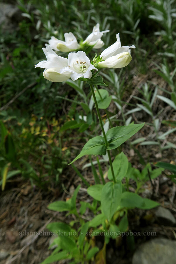 white Cascade penstemon (Penstemon serrulatus) [Grand Lake Trail, Olympic National Park, Clallam County, Washington]