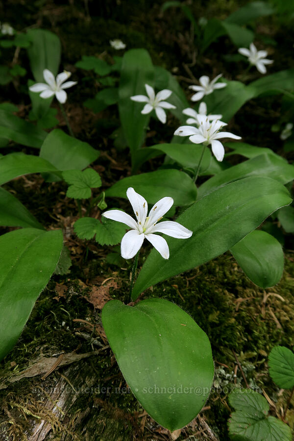 bead lilies (Clintonia uniflora) [Badger Valley Trail, Olympic National Park, Clallam County, Washington]