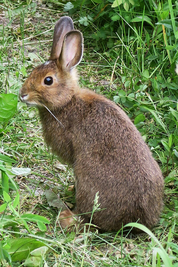 snowshoe hare (Lepus americanus washingtonii) [Badger Valley Trail, Olympic National Park, Clallam County, Washington]
