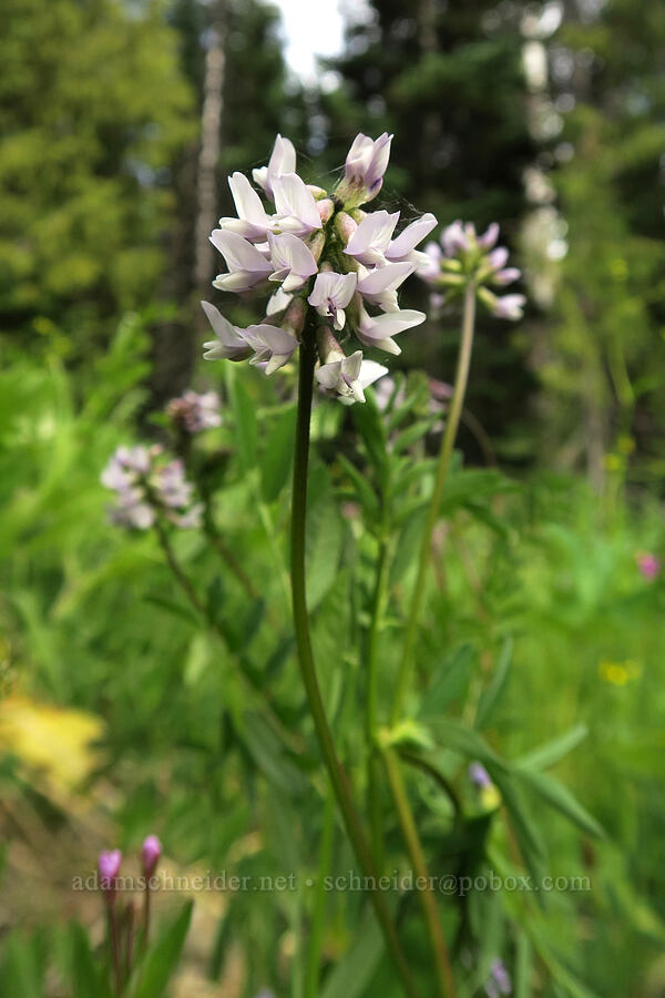 Robbins' milk-vetch (Astragalus robbinsii var. minor) [Badger Valley Trail, Olympic National Park, Clallam County, Washington]