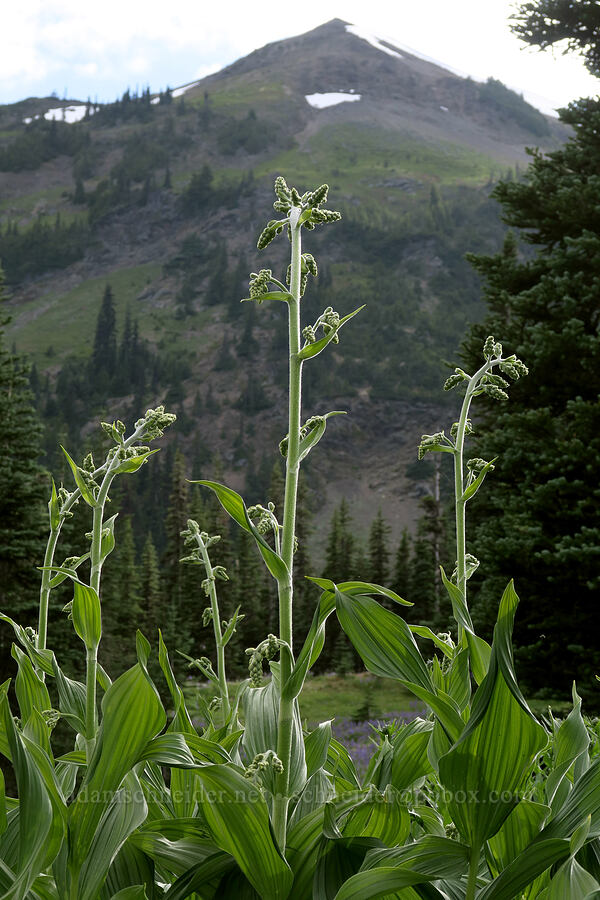 corn lilies, budding (Veratrum viride var. eschscholzianum (Veratrum eschscholtzianum)) [Badger Valley Trail, Olympic National Park, Clallam County, Washington]