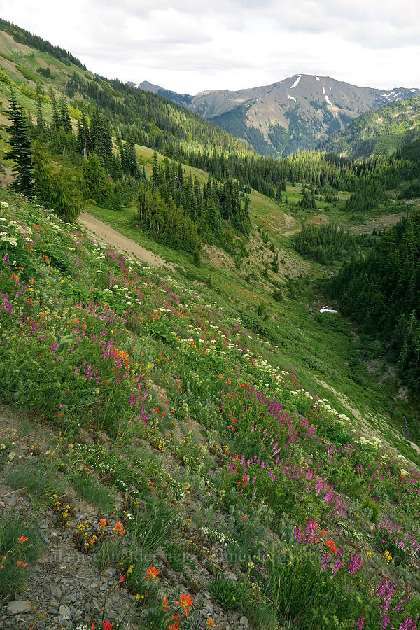 wildflowers & Badger Valley [Badger Valley Trail, Olympic National Park, Clallam County, Washington]
