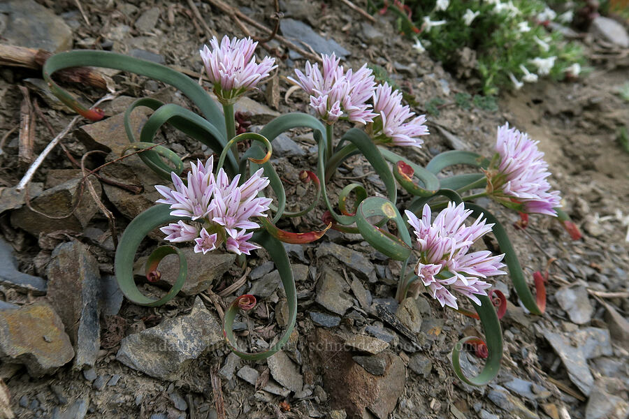 Olympic onion flowers (Allium crenulatum) [Badger Valley Trail, Olympic National Park, Clallam County, Washington]