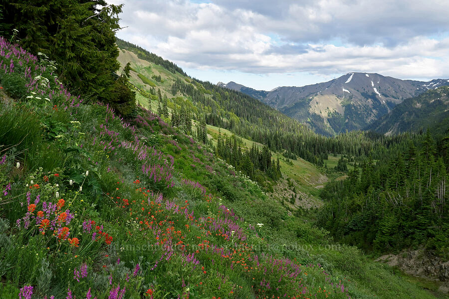 wildflowers & Badger Valley [Badger Valley Trail, Olympic National Park, Clallam County, Washington]