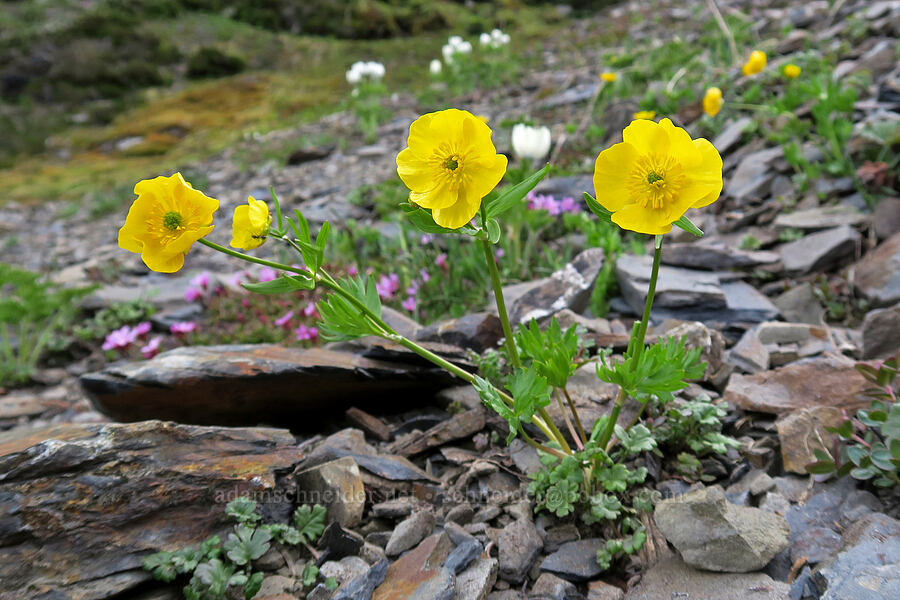 snow buttercups (Ranunculus eschscholtzii) [Badger Valley Trail, Olympic National Park, Clallam County, Washington]