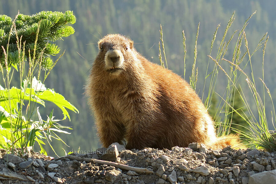 Olympic marmot (Marmota olympus) [Obstruction Point Road, Olympic National Park, Clallam County, Washington]