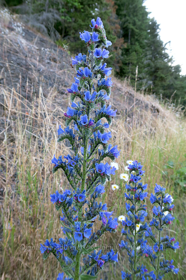 viper's bugloss (blueweed) (Echium vulgare) [Hurricane Ridge Road, Olympic National Park, Clallam County, Washington]