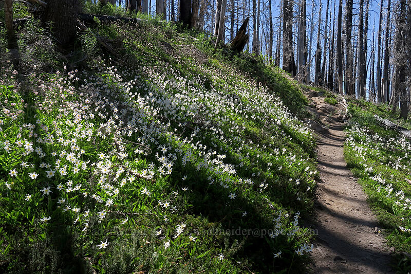 avalanche lilies (Erythronium montanum) [Vista Ridge Trail, Mt. Hood Wilderness, Hood River County, Oregon]
