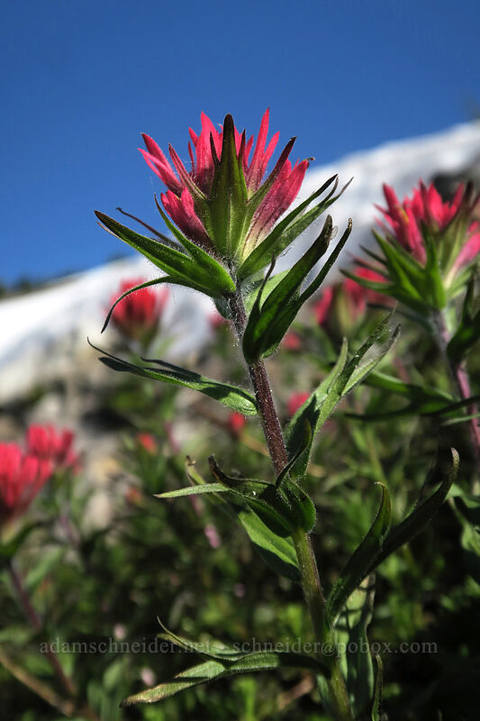 magenta paintbrush (Castilleja parviflora var. oreopola) [above Wy'East Basin, Mt. Hood Wilderness, Hood River County, Oregon]