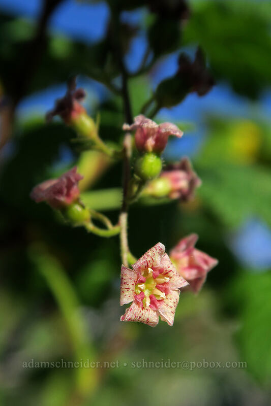 maple-leaf currant flowers (Ribes acerifolium (Ribes howellii)) [above Wy'East Basin, Mt. Hood Wilderness, Hood River County, Oregon]