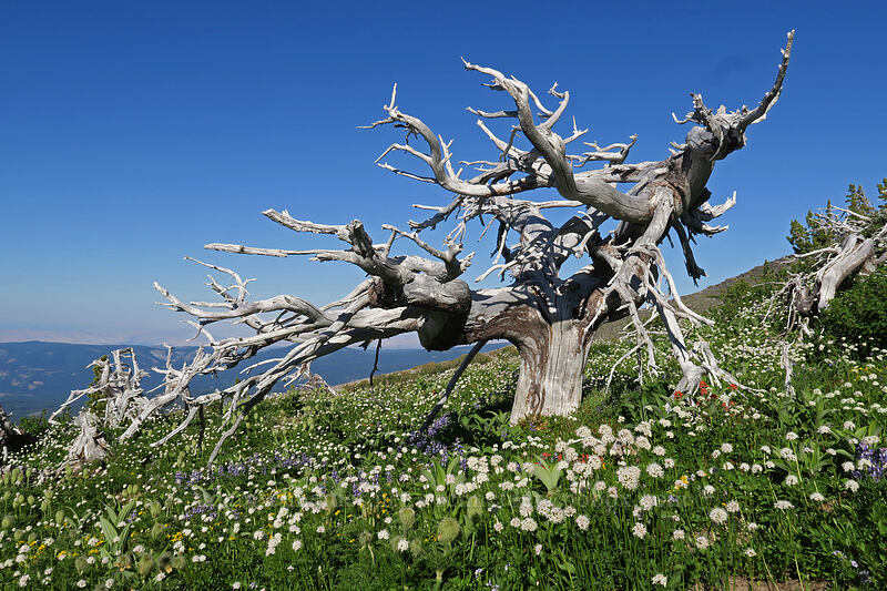 krummholz & valerian (Valeriana sitchensis) [above Wy'East Basin, Mt. Hood Wilderness, Hood River County, Oregon]