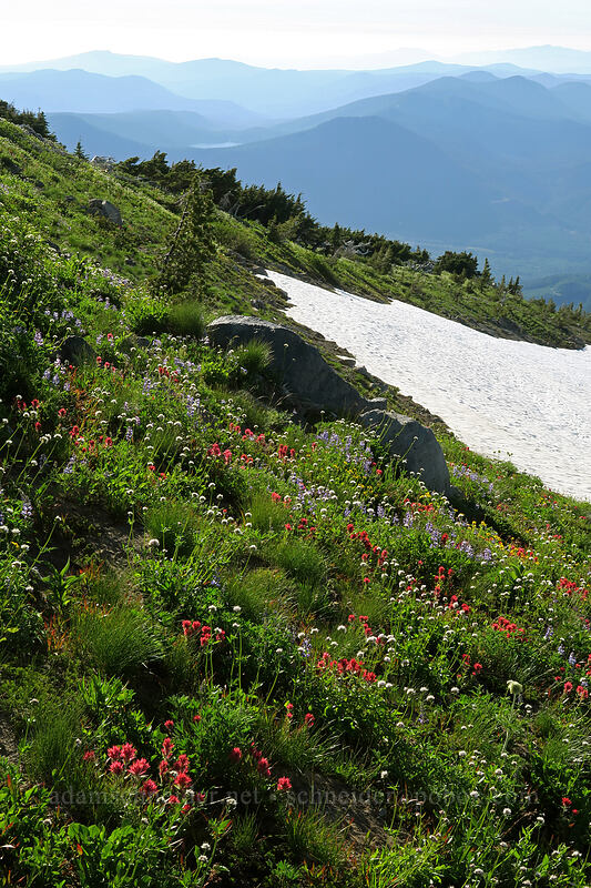 subalpine wildflowers & snow [above Wy'East Basin, Mt. Hood Wilderness, Hood River County, Oregon]