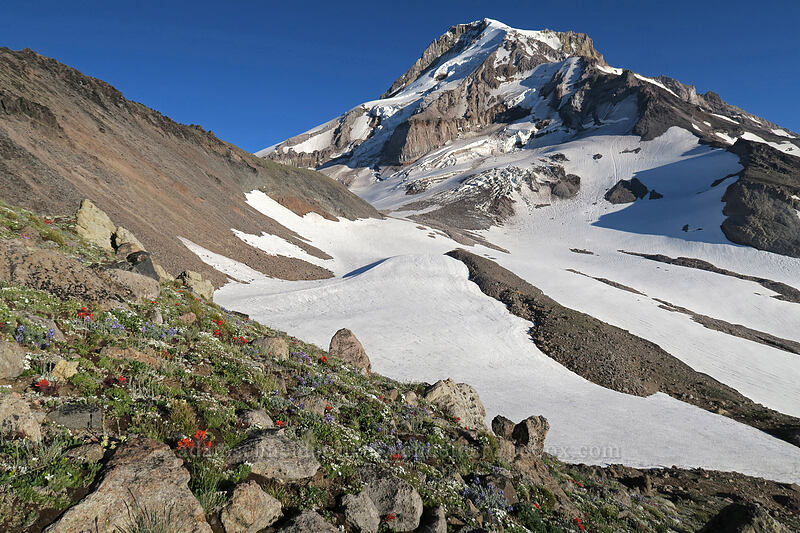 alpine wildflowers & Ladd Glacier [below Barrett Spur, Mt. Hood Wilderness, Hood River County, Oregon]