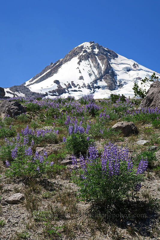 Mount Hood & lupines (Lupinus latifolius) [Cooper Spur, Mt. Hood Wilderness, Hood River County, Oregon]