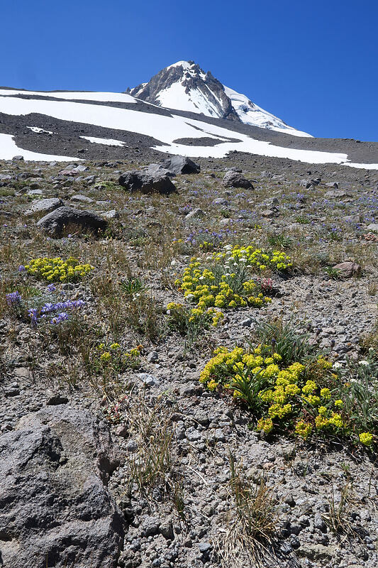 alpine wildflowers [Timberline Trail, Mt. Hood Wilderness, Hood River County, Oregon]