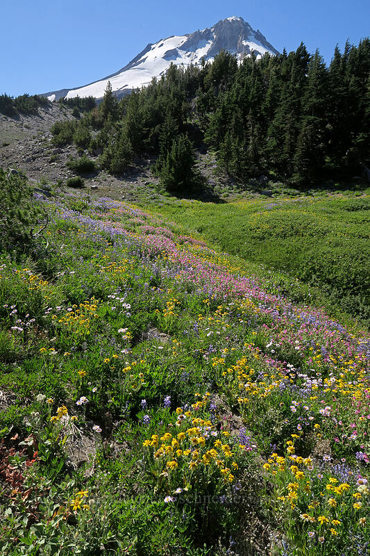 wildflowers [Timberline Trail, Mt. Hood Wilderness, Hood River County, Oregon]