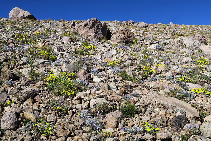 alpine wildflowers [Timberline Trail, Mt. Hood Wilderness, Hood River County, Oregon]