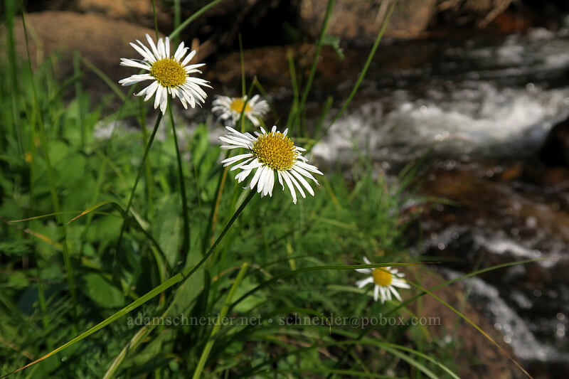 Coulter's daisies (Erigeron coulteri) [Cottonwood Creek, Golden Trout Wilderness, Inyo County, California]