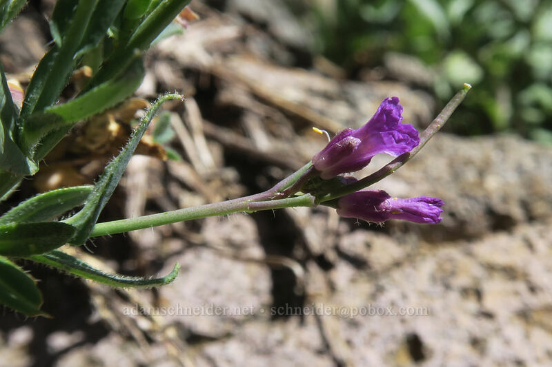 purple rock-cress (Boechera sp.) [Bumpass Hell Trail, Lassen Volcanic National Park, Shasta County, California]