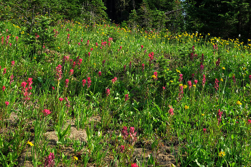 magenta paintbrush & arnica (Castilleja parviflora var. oreopola, Arnica latifolia) [Naches Loop Trail, Wenatchee National Forest, Yakima County, Washington]