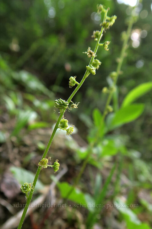 alpine mitrewort seeds (Pectiantia pentandra (Mitella pentandra)) [Naches Loop Trail, William O. Douglas Wilderness, Yakima County, Washington]