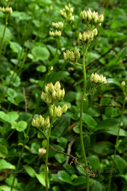 leather-leaf saxifrage (Leptarrhena pyrolifolia (Saxifraga pyrolifolia)) [Naches Loop Trail, William O. Douglas Wilderness, Yakima County, Washington]