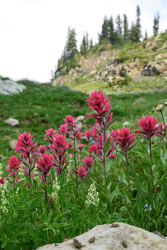 magenta paintbrush (Castilleja parviflora var. oreopola) [Naches Loop Trail, William O. Douglas Wilderness, Yakima County, Washington]
