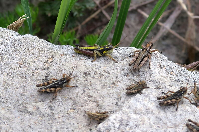 Cascade timberline grasshoppers (Prumnacris rainierensis) [Naches Loop Trail, William O. Douglas Wilderness, Yakima County, Washington]