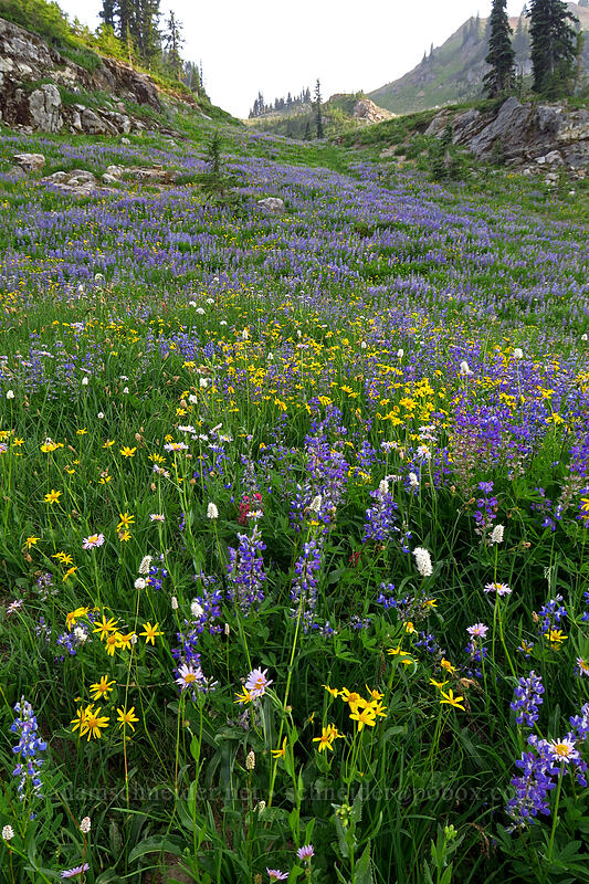 wildflowers [Naches Loop Trail, William O. Douglas Wilderness, Yakima County, Washington]