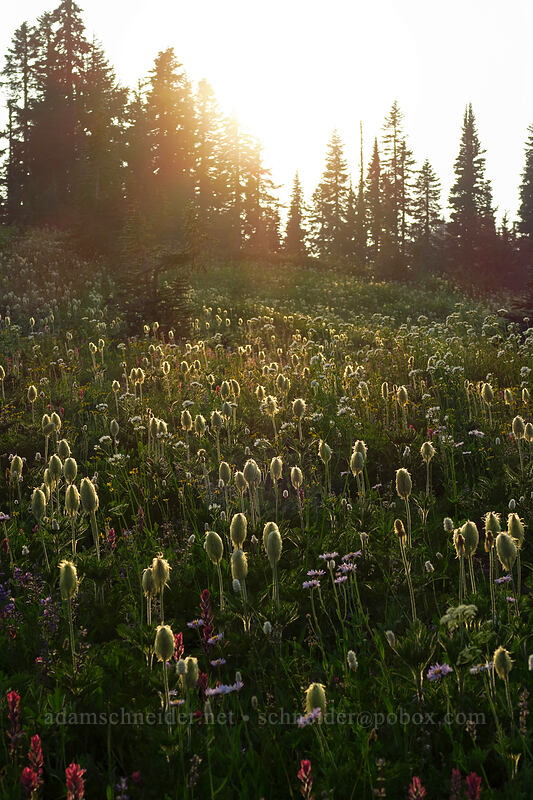 western pasqueflower seed-heads (Anemone occidentalis (Pulsatilla occidentalis)) [Naches Loop Trail, Mount Rainier National Park, Pierce County, Washington]