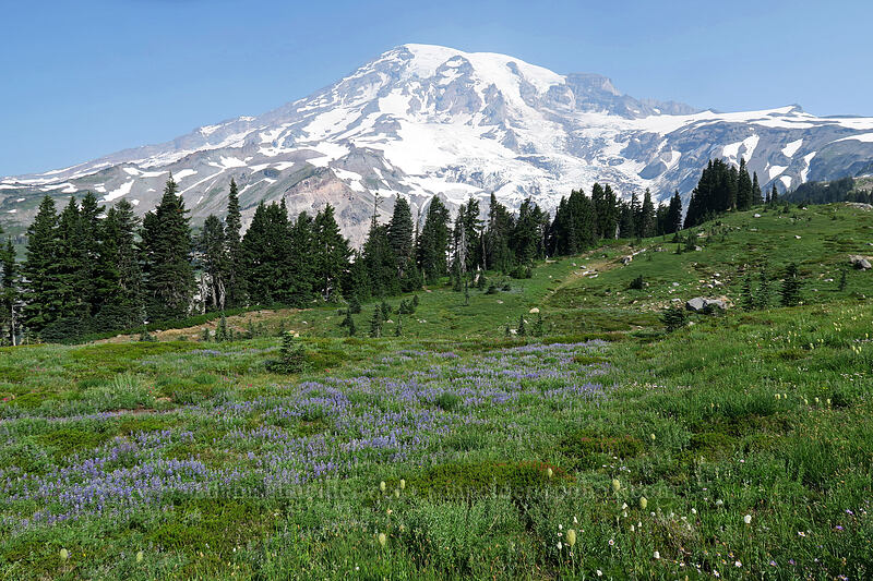 Mt. Rainier & wildflower meadows [Deadhorse Creek Trail, Mount Rainier National Park, Pierce County, Washington]