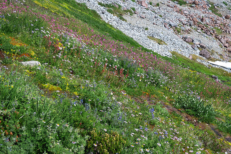 wildflowers [Skyline Trail, Mount Rainier National Park, Pierce County, Washington]