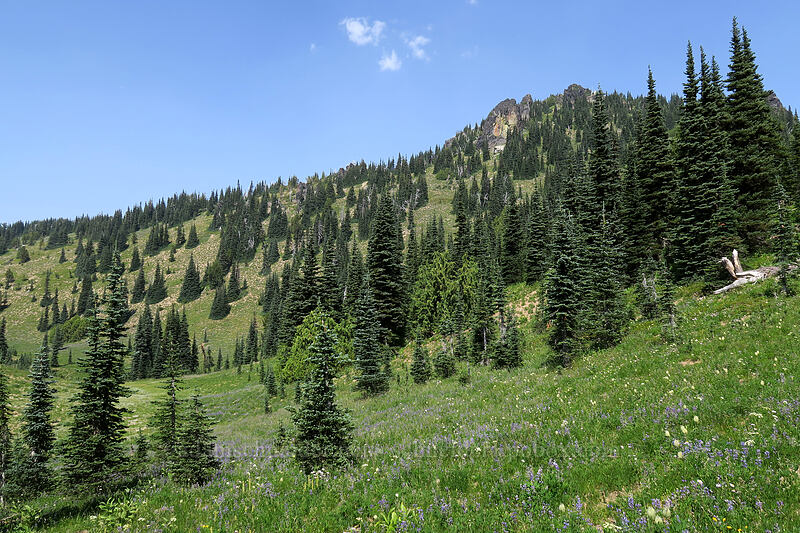 meadows below Chinook Peak [Chinook Peak, Mount Rainier National Park, Pierce County, Washington]