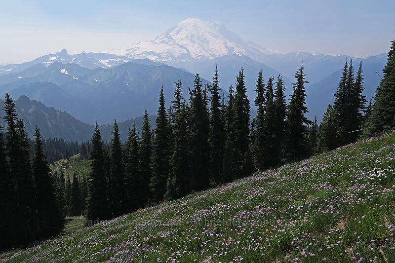 Mt. Rainier & asters (Eucephalus ledophyllus (Aster ledophyllus)) [Chinook Peak, Mount Rainier National Park, Washington]
