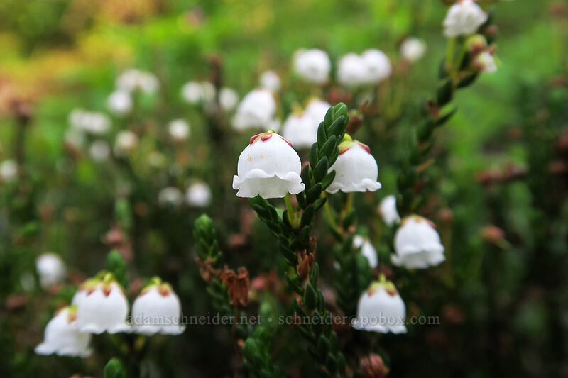 white mountain heather (Cassiope mertensiana) [Naches Loop Trail, Wenatchee National Forest, Washington]