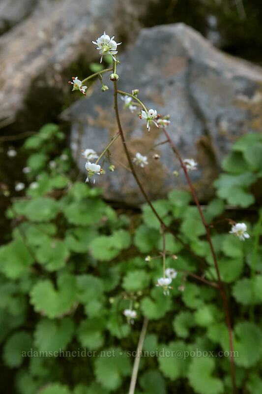 brook saxifrage (Micranthes odontoloma (Saxifraga odontoloma)) [Naches Loop Trail, William O. Douglas Wilderness, Washington]